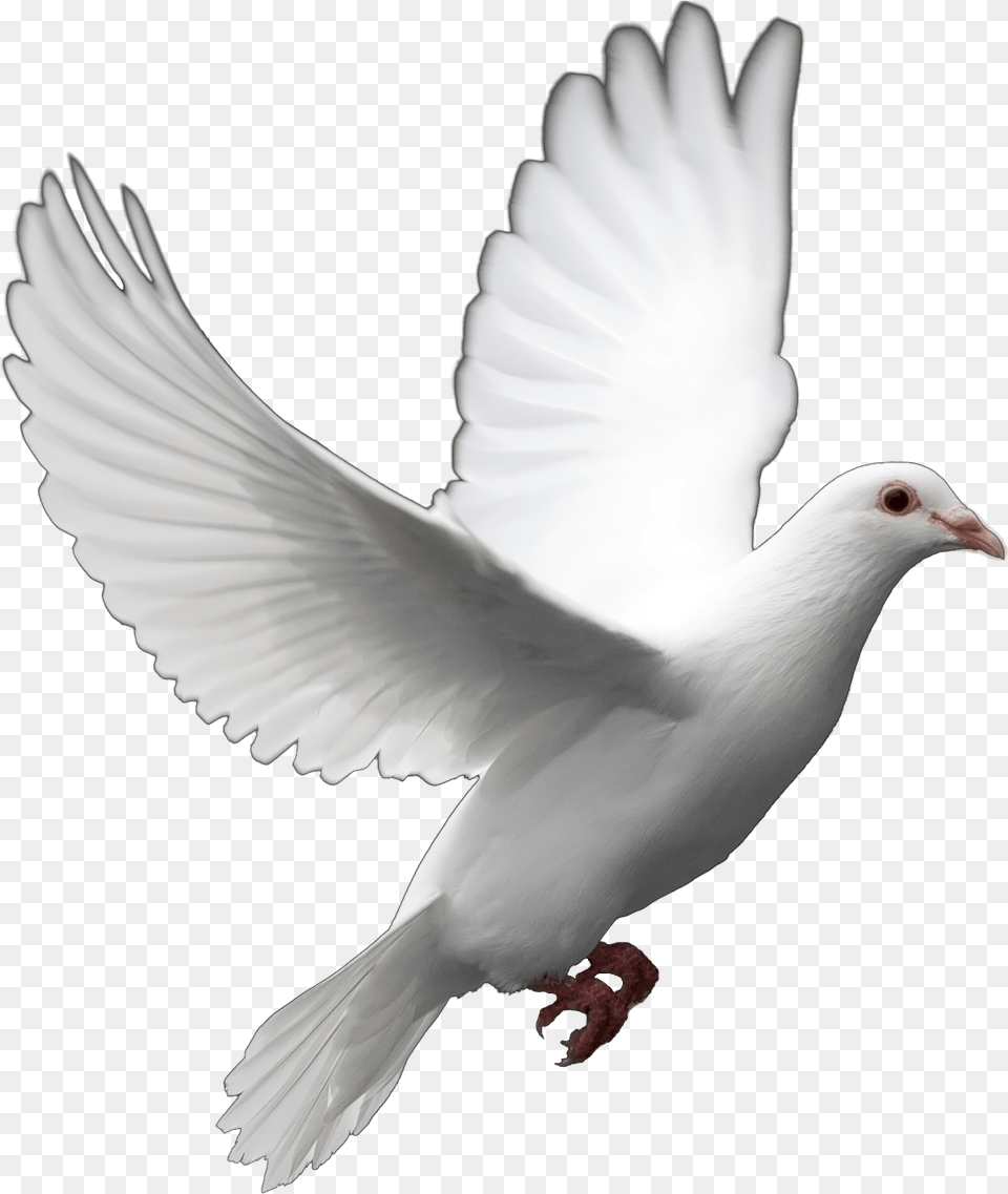 Release Dove Pigeon, Animal, Bird Free Png Download
