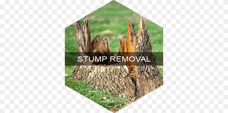 Reliable Tree Services Provided By Professionals In Tree Stump, Plant, Tree Stump, Tree Trunk Free Png