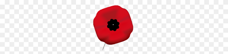 Remembrance Day, Anemone, Plant, Flower, Poppy Png