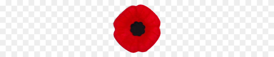 Remembrance Day Ontario Ca, Flower, Petal, Plant, Poppy Free Png Download