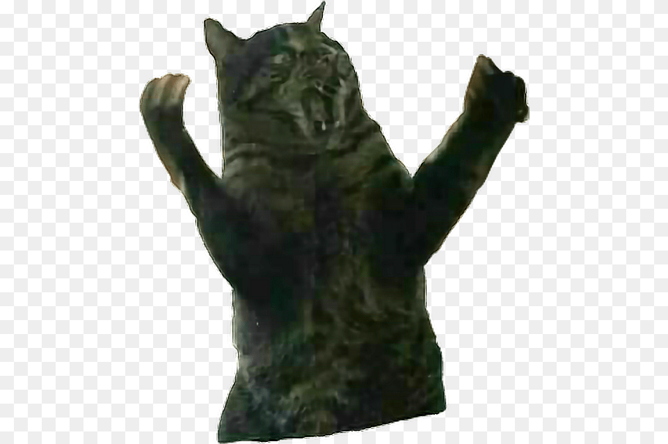 Remixit Cat Fatcat Surprise Rage Angry Animal Domestic Short Haired Cat, Electronics, Hardware, Mammal, Panther Free Transparent Png