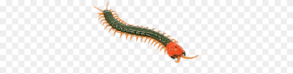 Remote Controlled Centipede, Animal, Insect, Invertebrate Png