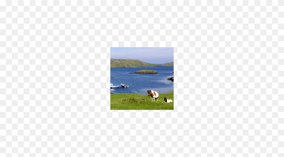 Remote Farmhouse On Shetland, Water, Sea, Outdoors, Nature Free Transparent Png