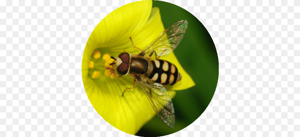 Removal Bangalore Honey Bee Bees And Wasps, Animal, Insect, Invertebrate, Wasp Png Image