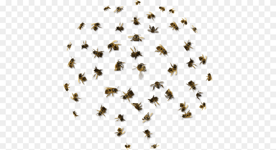 Removal Orange County California Swarm Of Bees, Art, Collage, Animal, Bee Png