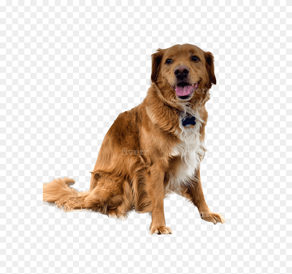 Remove Background From 16 Images Golden Retriever, Animal, Canine, Dog, Golden Retriever Png