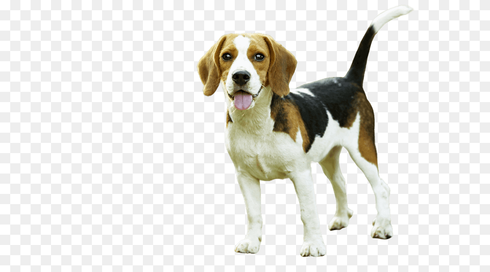 Remove Background From Image U2013 Removebg Animal, Beagle, Canine, Dog, Hound Free Transparent Png