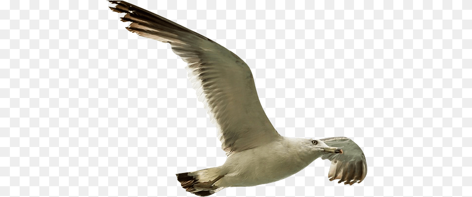 Remove Background Image European Herring Gull, Animal, Bird, Flying, Seagull Free Png Download