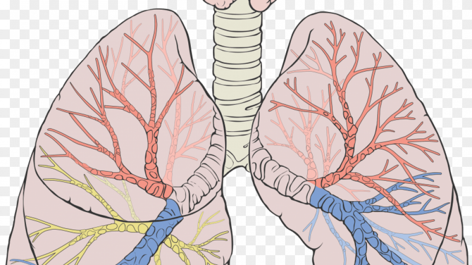 Remove Water In Lungs, Adult, Female, Person, Woman Free Png Download