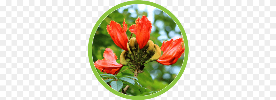 Removing Weeds Invasive Tree Species Tweed Valley Tree Caesalpinia, Flower, Plant, Pollen, Petal Free Png Download