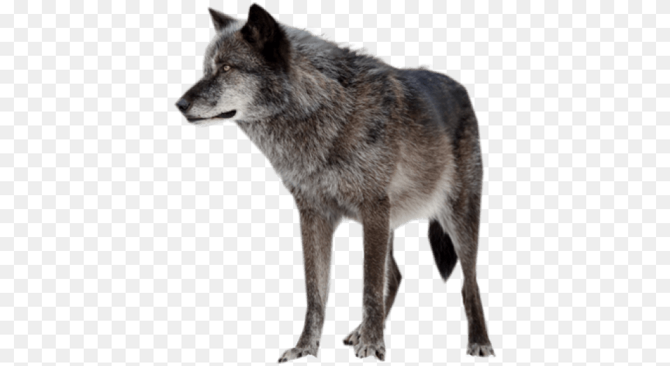 Rena Indian Warrior Princess, Animal, Mammal, Wolf, Coyote Png