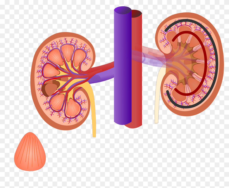 Renal Cortex Histology Kidney, Dynamite, Weapon Png