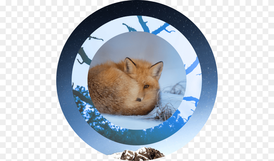 Renard Dans La Neige, Animal, Canine, Fox, Kit Fox Free Transparent Png