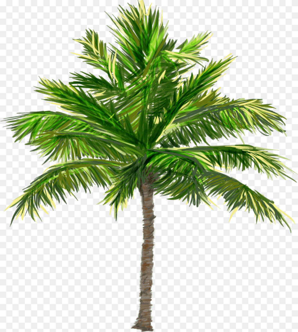 Render Black For Transparency Even On A Translucent Palm Tree Transparent Background, Leaf, Palm Tree, Plant Free Png Download