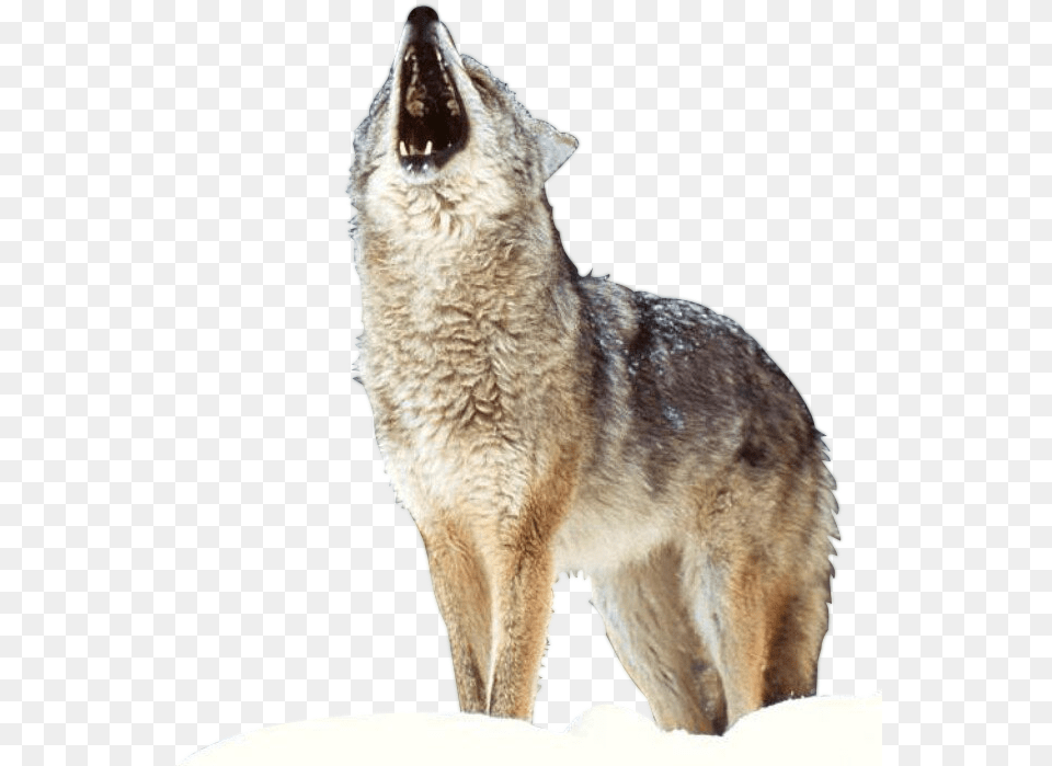 Render Loup4 Generic Wolf Printing Lunch Bags For Boys Cool Mens, Animal, Coyote, Mammal, Bird Free Png Download