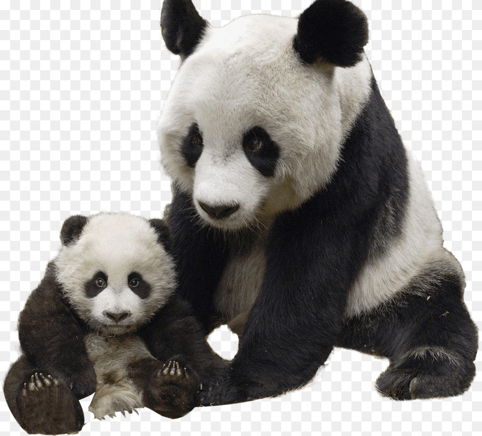 Render Panda Panda Mum And Baby, Animal, Bear, Giant Panda, Mammal Free Png Download