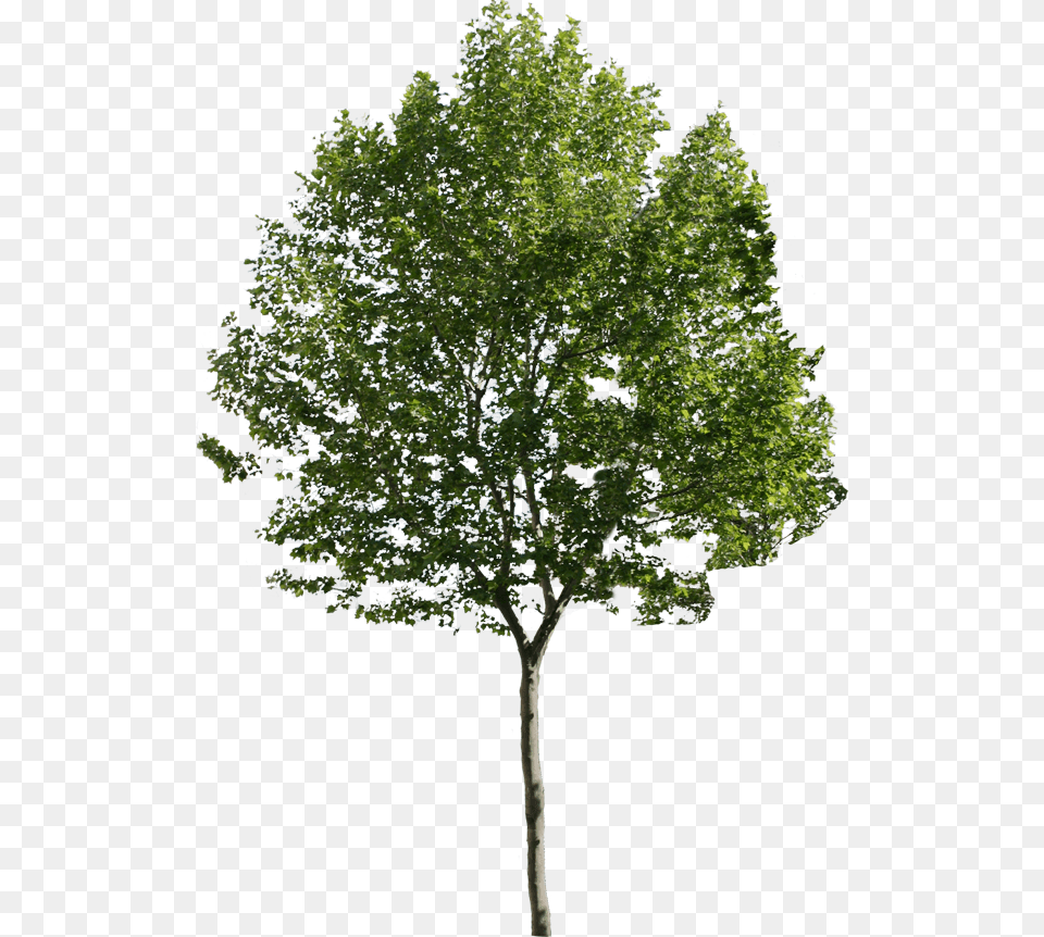 Render Trees, Oak, Plant, Sycamore, Tree Free Transparent Png