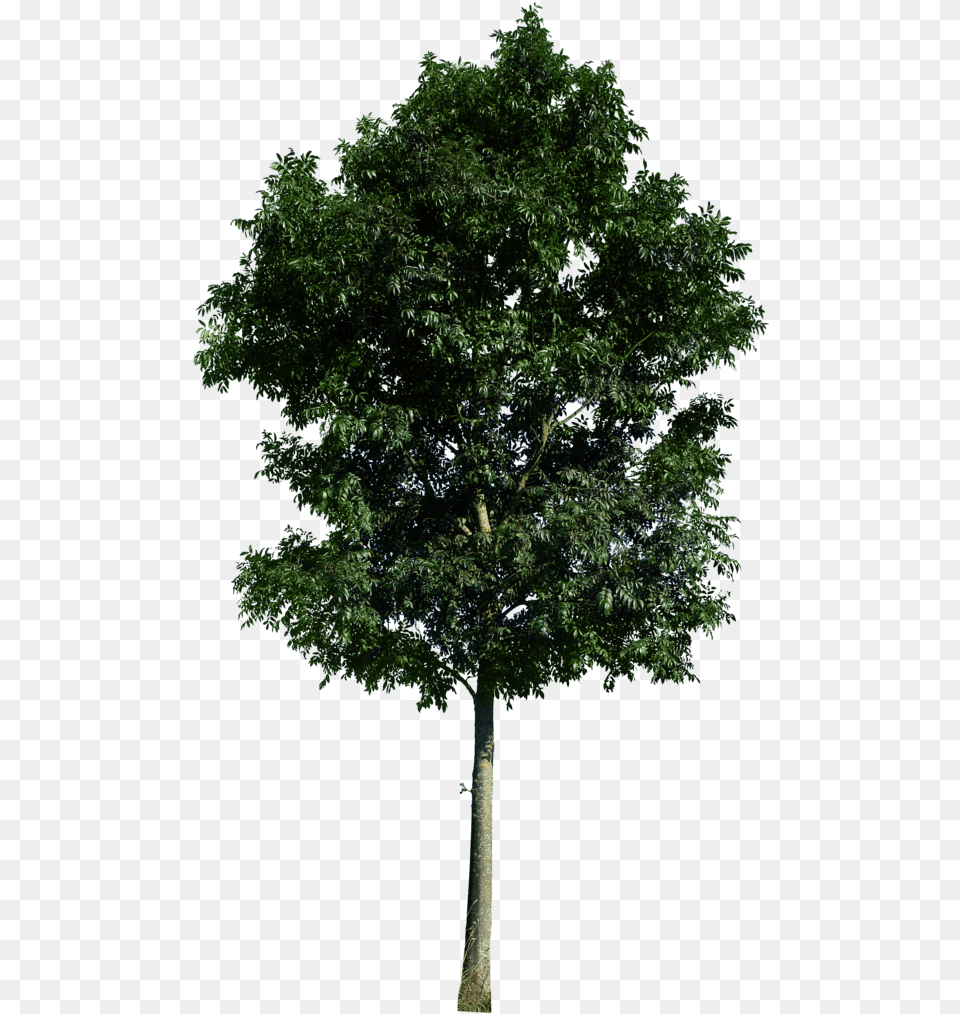 Rendering Trees High Resolution Psd, Plant, Tree, Tree Trunk, Oak Free Png Download