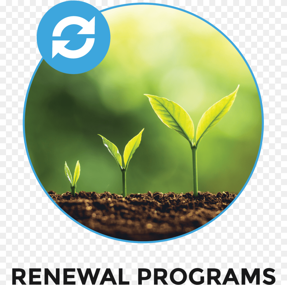 Renewal Programs Plants Deprived Of Light, Soil, Plant, Sprout, Leaf Png