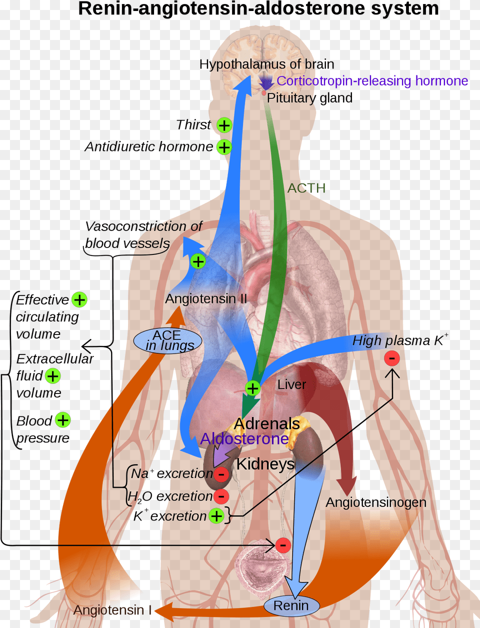 Renin Angiotensin Aldosterone System Diagram, Chart, Plot, Adult, Male Free Transparent Png