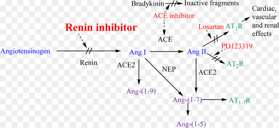 Renin Anigotensin System And Potential Steps Of Blockage Raas Inhibitors, Diagram, Text, Chart, Plot Png