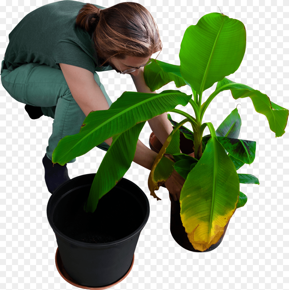 Replanting His Banana Trees Image, Adult, Plant, Person, Woman Free Transparent Png