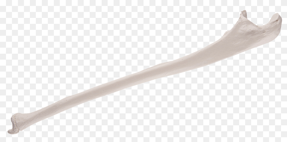 Replica Human Ulna Bone, Cutlery, Spoon, Sword, Weapon Free Transparent Png