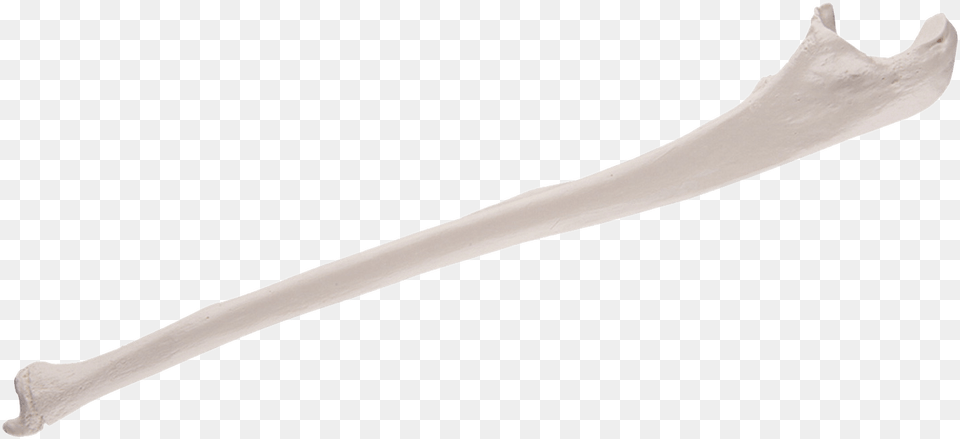 Replica Human Ulna Bone Images Wood, Sword, Weapon, Cutlery, Blade Free Transparent Png
