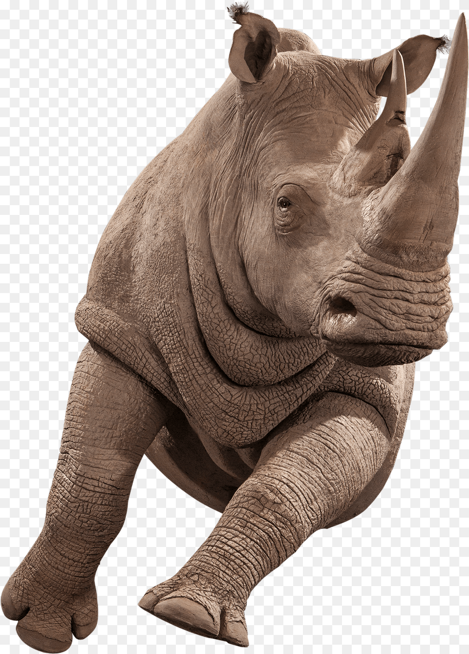 Replica Taxidermy Realistic Animal Reproductions Kanati Indian Rhinoceros, Elephant, Mammal, Wildlife, Rhino Free Png Download