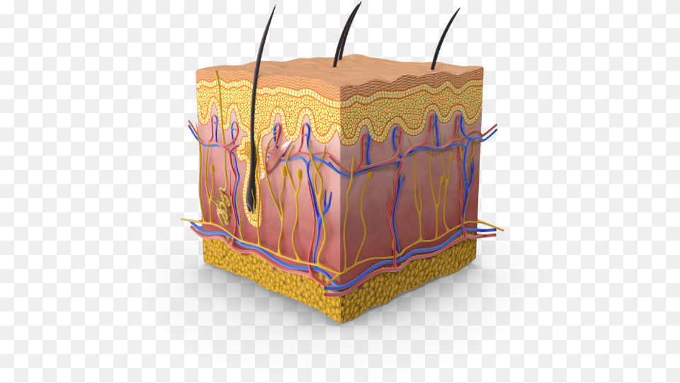 Replicating Skin Aging With Human Tissues Culture Human Skin, Birthday Cake, Cake, Cream, Dessert Free Transparent Png
