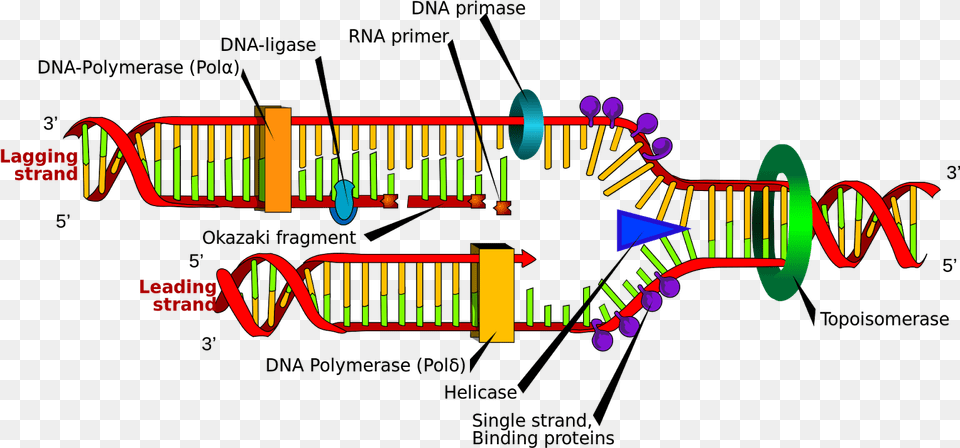 Replication Of Dna Labeled Transparent Cartoons Structure Of Dna Replication Png Image