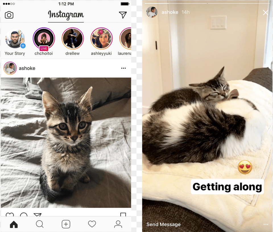 Replies 214 Retweets 860 Likes Instagram Story Cat, Animal, Mammal, Kitten, Pet Png Image