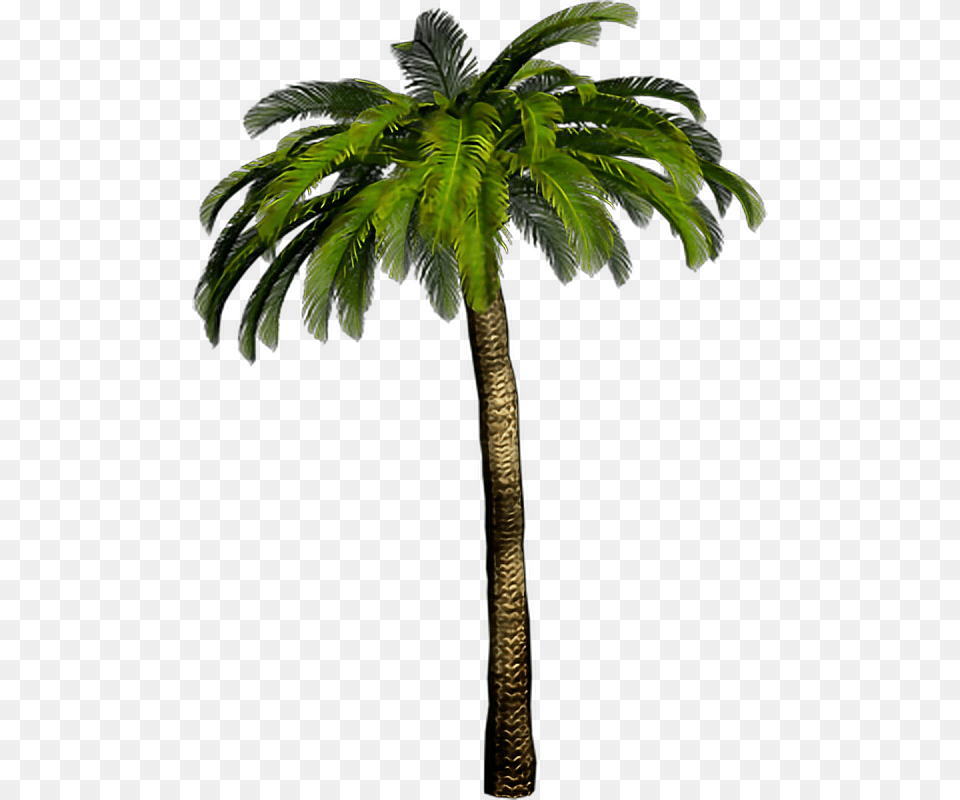 Report Abuse, Leaf, Palm Tree, Plant, Tree Free Png Download