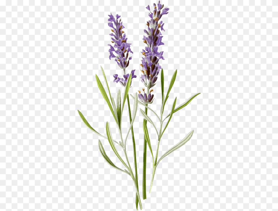 Report Abuse, Flower, Lavender, Plant, Lupin Png Image