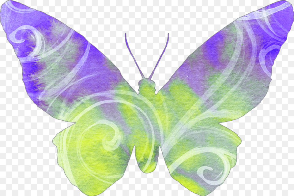 Report Abuse, Person, Animal, Butterfly, Insect Free Png Download