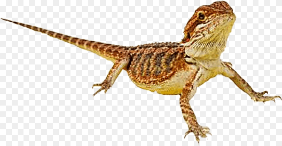 Report Abuse Bearded Dragon Transparent Background, Animal, Lizard, Reptile, Gecko Free Png