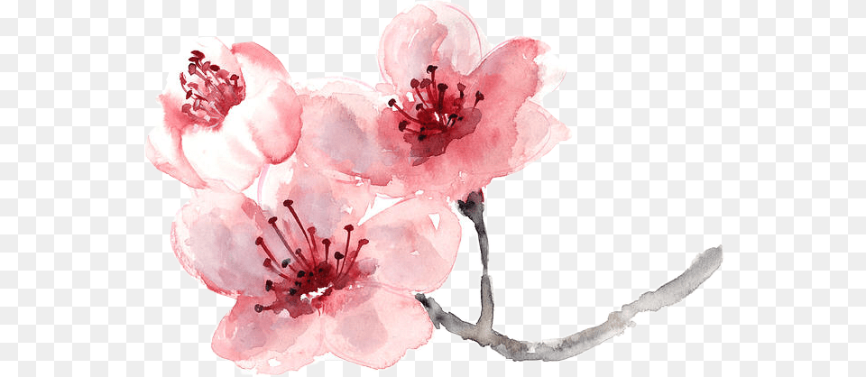 Report Abuse Cherry Blossom Flower Painting, Plant, Cherry Blossom Free Png Download