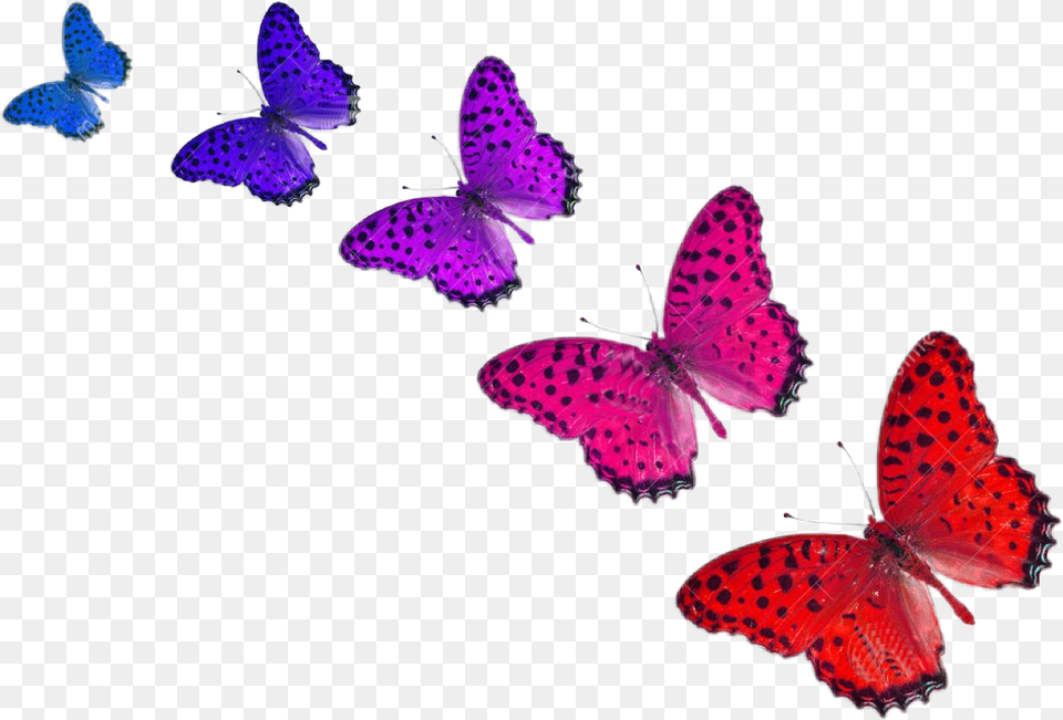 Report Abuse Cinco Mariposas, Animal, Butterfly, Insect, Invertebrate Free Png