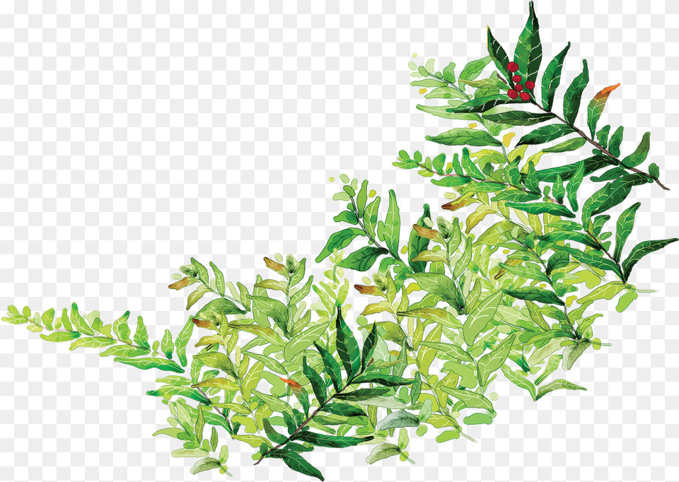 Report Abuse Clip Art, Fern, Plant, Leaf, Green Free Png Download