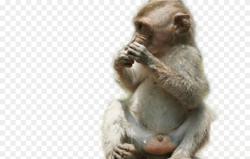 Report Abuse Common Chimpanzee, Animal, Mammal, Monkey, Wildlife Png Image