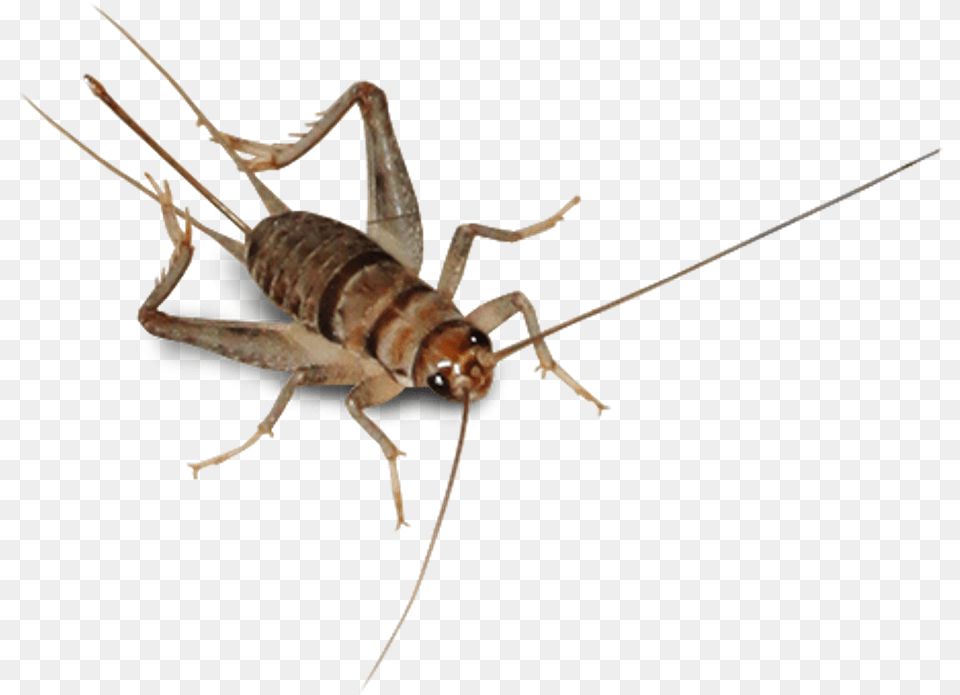 Report Abuse Cricket Species, Animal, Cricket Insect, Insect, Invertebrate Png Image