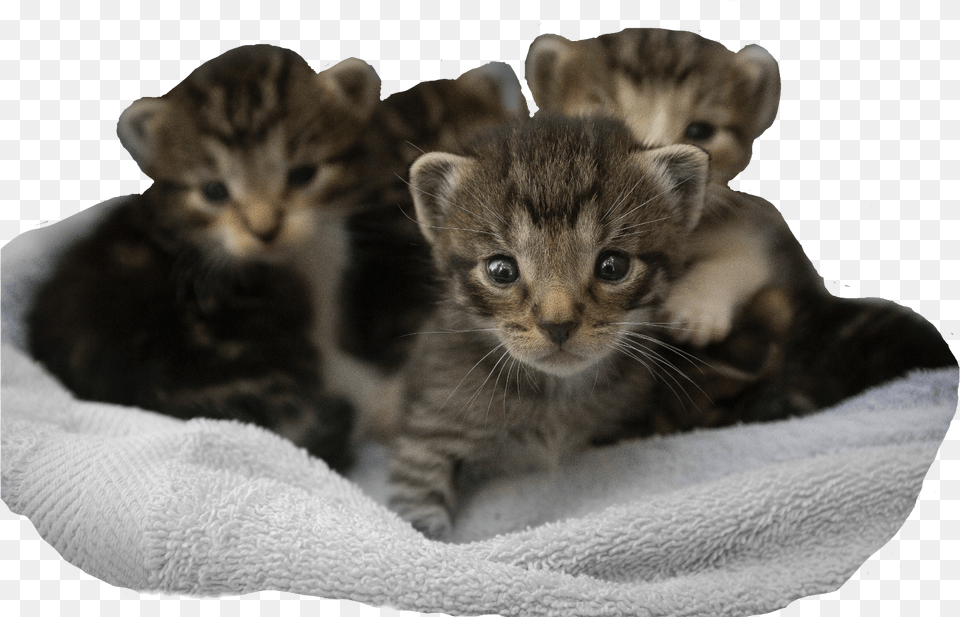 Report Abuse De Gato Montes Recien Nacido, Animal, Cat, Kitten, Mammal Free Transparent Png