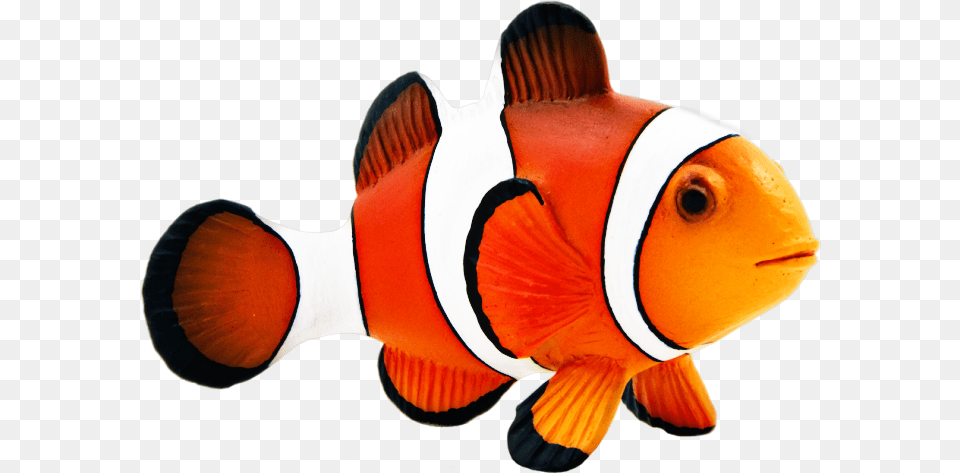 Report Abuse Fish Clownfish, Amphiprion, Animal, Sea Life, Shark Free Png Download