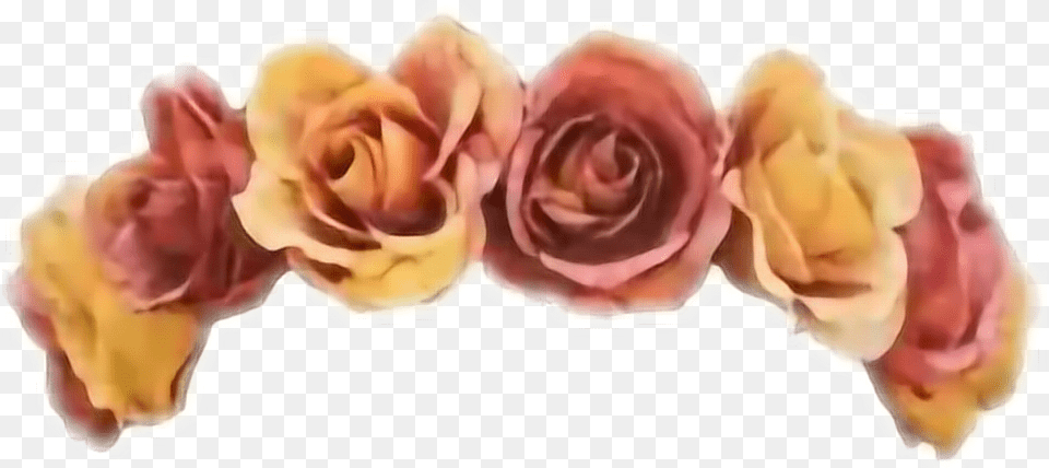 Report Abuse Flower Crown Tumblr Transparent, Petal, Plant, Rose Png