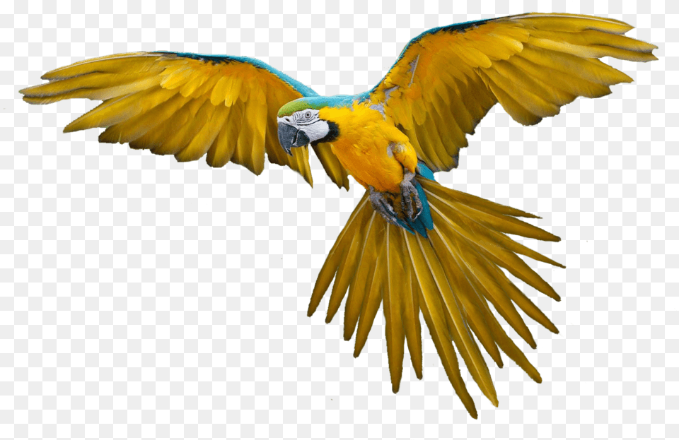 Report Abuse Flying Bird Clipart Full Size Clipart Flying Bird, Animal, Macaw, Parrot Free Transparent Png