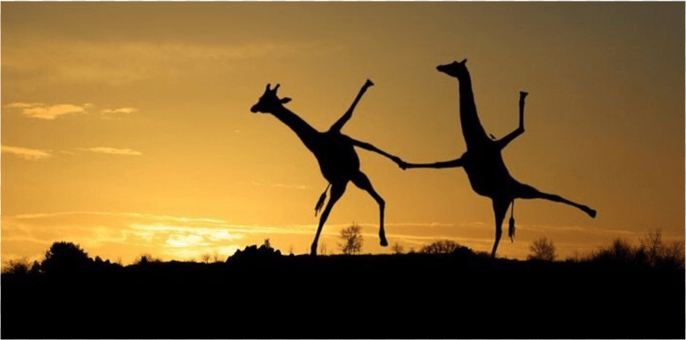 Report Abuse Giraffes Dancing In Sunset, Animal, Antelope, Mammal, Wildlife Free Transparent Png
