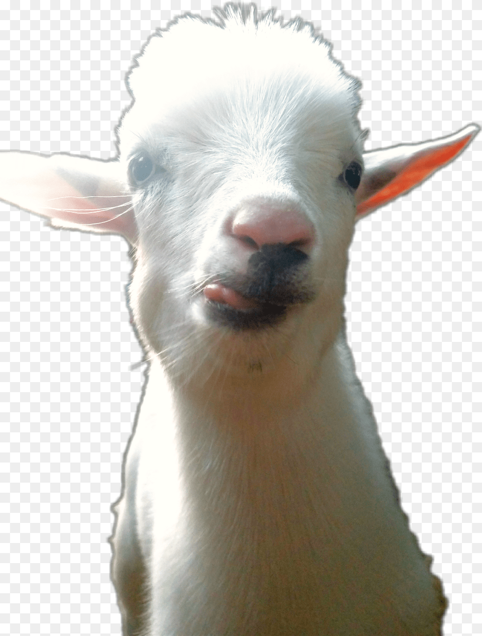 Report Abuse Goat, Livestock, Animal, Mammal, Canine Free Transparent Png