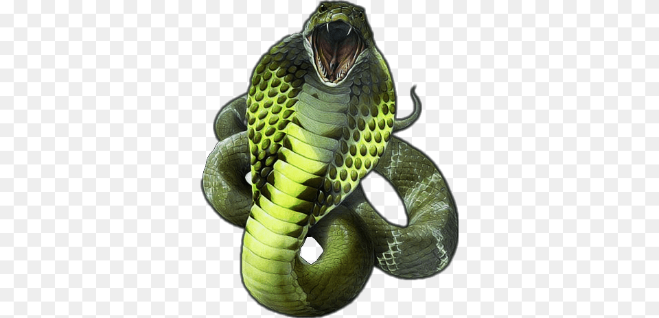 Report Abuse King Cobra Snake, Animal, Reptile Free Transparent Png