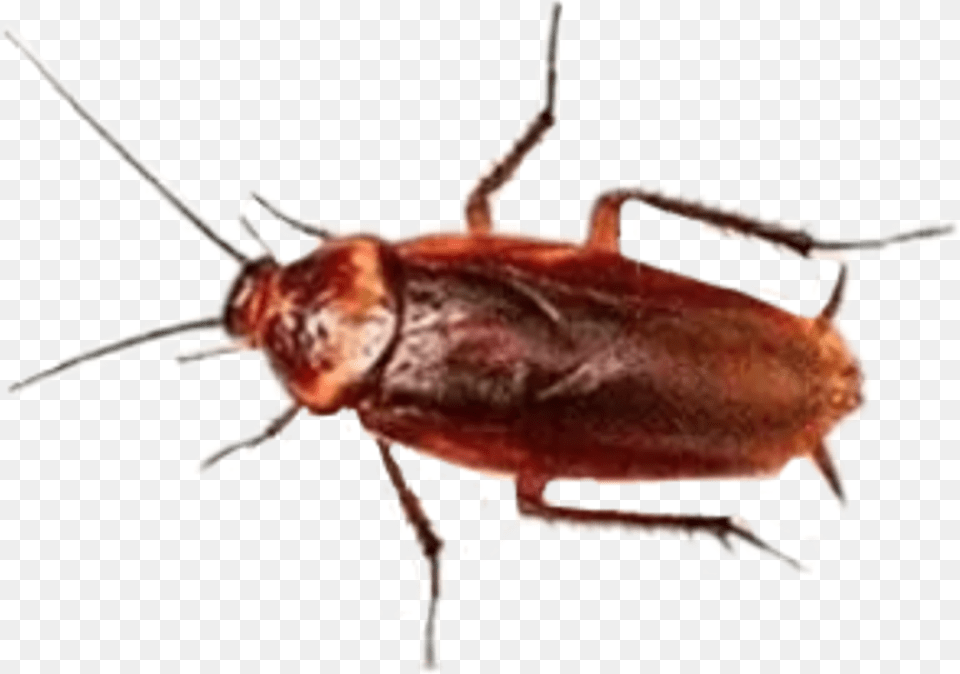 Report Abuse Large Cockroach, Animal, Insect, Invertebrate, Person Free Transparent Png