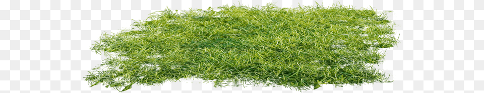 Report Abuse Lawn, Grass, Moss, Plant, Food Free Png Download